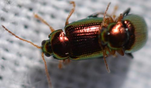 Réf. 305 458 : Crepidodera aurea